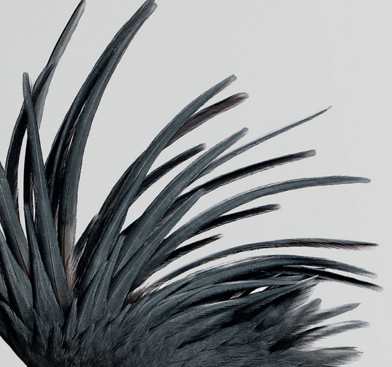 DES OISEAUX
