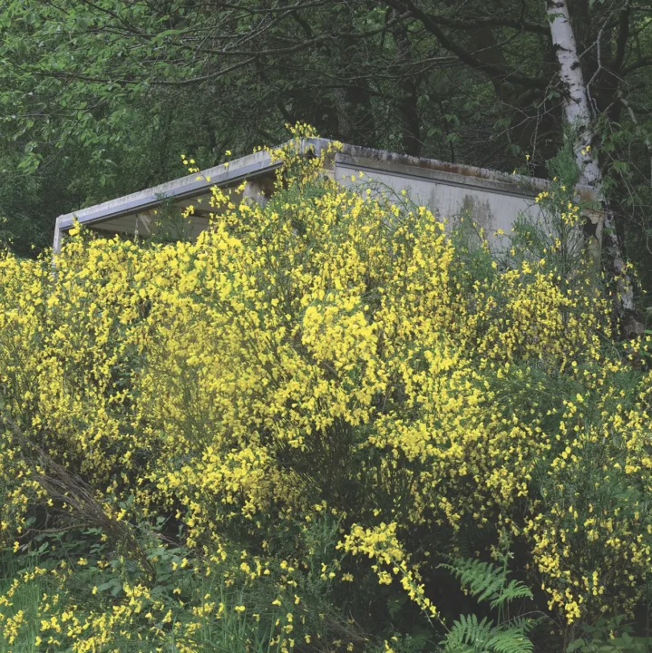 Lupin, fougère, genêt