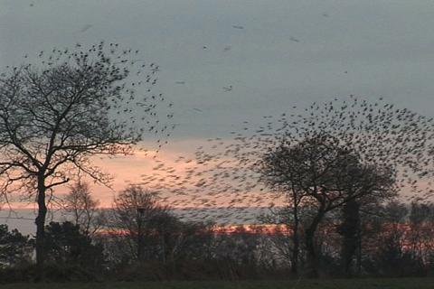 Ciné-club de la collection Lemaître