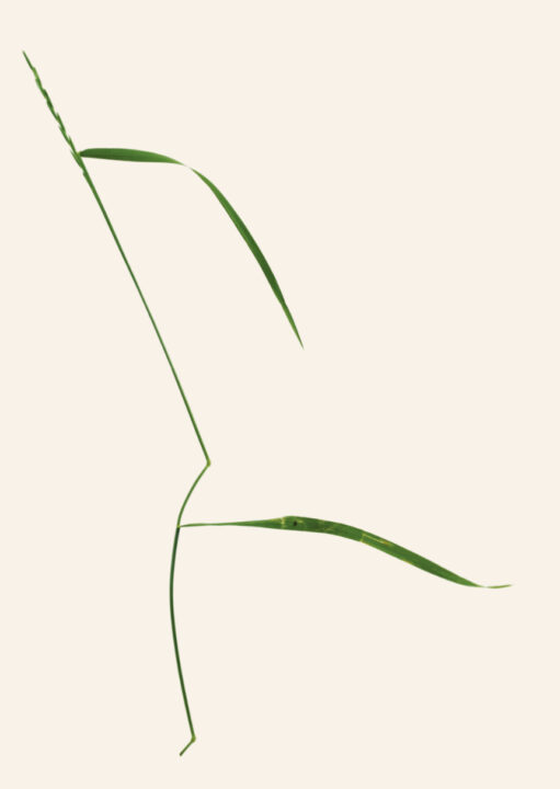Danser avec l'herbe