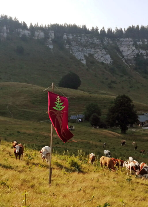 L’antre de la gentianaire
