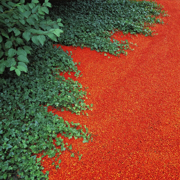 Art in Nature